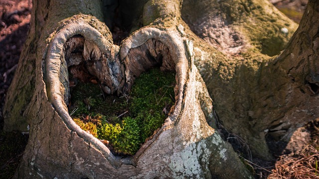 tree, heart, nature